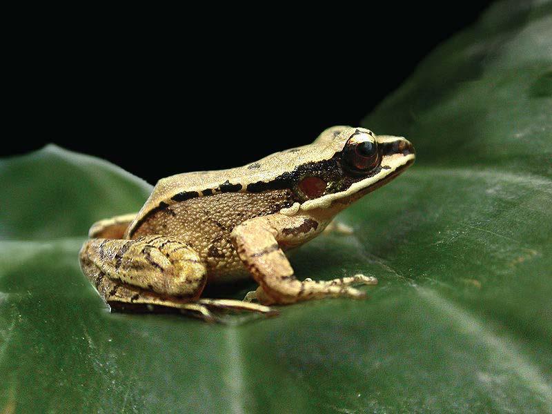 Concave-Eared Torrent Frog (Odorrana tormota) Albert Feng Status: Vulnerable This frog is one of only