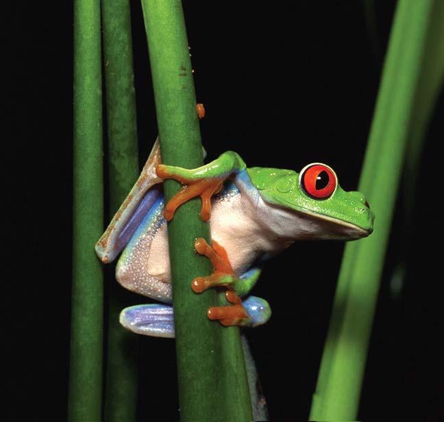 Red-Eyed Tree Frog (Agalychnis callidryas) Status: Least Concern These frogs camouflage perfectly against green leaves.