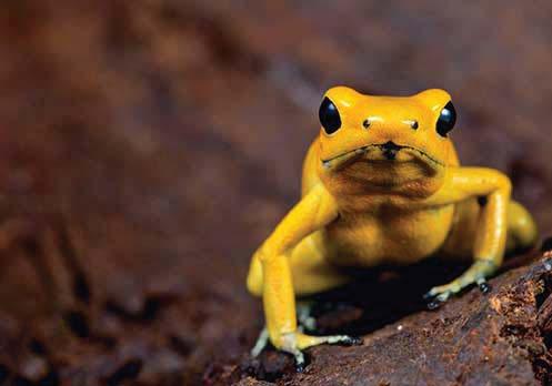 Golden Poison Frog (Phyllobates terribilis) Status: Endangered This is the most toxic frog in the world. One frog has enough toxins in its skin to kill 22,000 mice or 10 humans.
