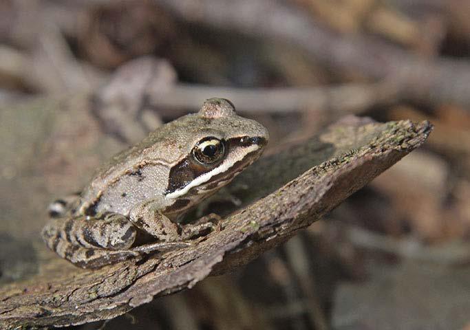 Wood Frog (Lithobates sylvaticus) Status: Least Concern These wide ranging frogs are the only North American amphibian that live north of the Arctic Circle.