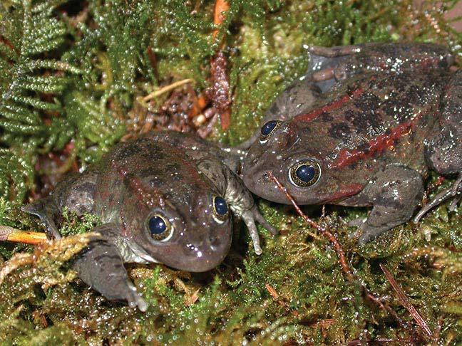 Oregon Spotted Frog (Rana pretiosa) Vancouver Aquarium Status: Vulnerable!