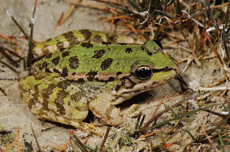 Cretan Frog (Pelophylax cretensis)! Benny Trapp Status: Endangered This frog is only found on Crete, an island off the coast of Greece.