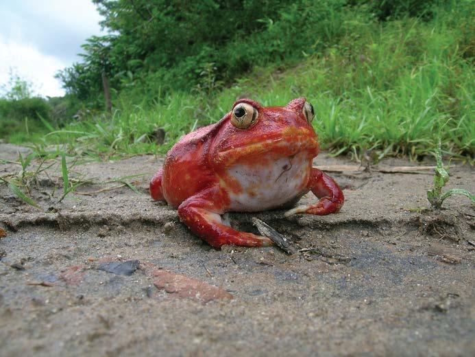 Tomato Frog (Dyscophus antongilii) Franco Andreone Status: Near Threatened Tomato frogs are known as ambush predators.