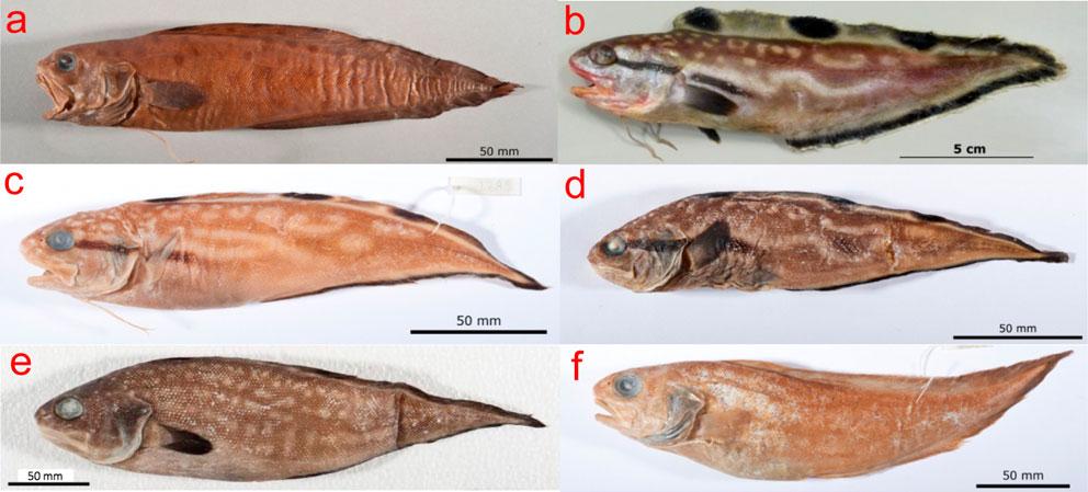 16 J. G. Nielsen et al. Downloaded by [Fiskeridirektoratet] at 02:26 09 October 2014 Figure 7. Spottobrotula spp.: (a) Sp. mahodadi, KUMF 02842, holotype, SL 216 mm (preserved for 42 years); (b) Sp.