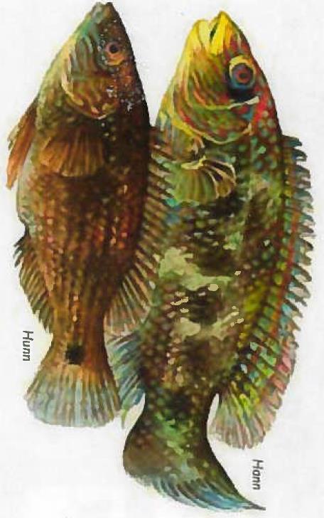Figure 1.4 Corkwing wrasse illustration by Stein Mortensen. The male is on top of the picture and the female is on the bottom. Goldsinny (Table 1.2, Figure 1.