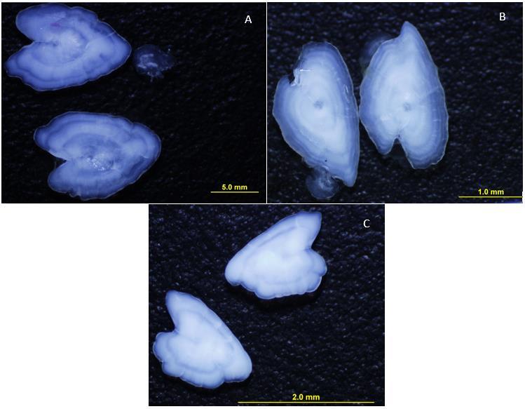 (figure 2.9). The ring is an indication of one year passed. The fish were identified by their number and the age was recorded. Below in figure 2.9. are images that shows examples of otoliths for a three year old corkwing (Figure 2.