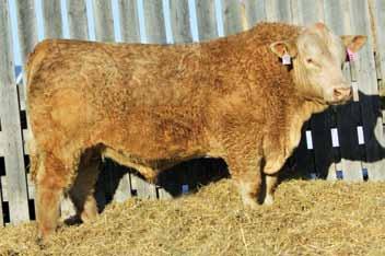 P&H Ranching Co. Ltd. Identifying performance genes Charolais Our bulls are tested to determine their genotype.