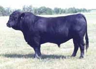 ..maternal brother sold to Shady Nook Simmentals in 2015 sale Homo Polled & Color tests Sire Enticer 171Z pending 78 CIRCLE G COMANCHE 100C 1154435 KAG 100C 06-Feb-15 Polled Purebred SHS ENTICER P1B