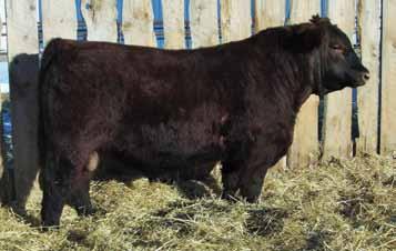 Circle G Simmentals & Angus Red Angus reference sire 90 Red XO Crowfoot Rebel 2422Z $20,000 purchase and my pick of the 2013 Crowfoot bull sale Sire, 0102X, sold for $42,000 and 2422Z s dam (CAA