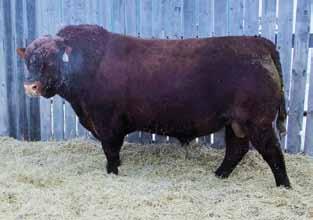 ..his first sons were very popular in the 2015 sale and his first daughters are just about to start calving and look awesome Ranks in the top 1% of the breed for REA, top 4% for YW & TM, top 6% for