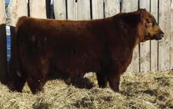 Circle G Simmentals & Angus Red Angus 92 RED CIRCLE G CHANCE 78C 1844798 ZKT 78C 31-Jan-15 HF TIGER 5T TER-RON PARK PLACE 18Y RED TER-RON GOLDIE 240L RED TER-RON AMARILLO 1A RED BRYLOR PANAMA 69P RED