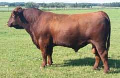 Circle G Simmentals & Angus Red Angus Amarillo 1A is owned with Stewart Ranch and was our pick of the Park Place (sired by HF Tiger 5T) sons at the 2014 Ter-Ron sale HF Tiger 5T is a Red Tiger