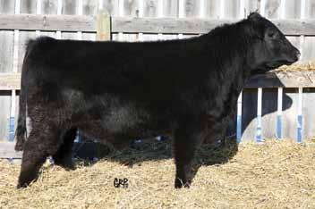 Alkali Lake Angus Black Angus 112 Lot 112 ALKALI LAKE COLONEL 503C 1835886 AXY 503C 06-Jan-15 BON VIEW NEW DESIGN 878 CONNEALY REFLECTION US HAPPY GRILL OF CONANGA 6260 JINDRA DOUBLE VISION HOFF