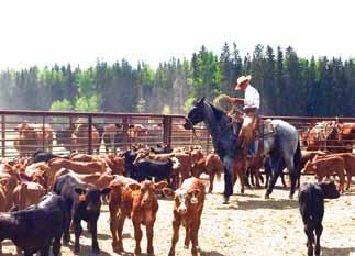 Ranch Horses 117 Lot 117 SIRE: CATS KILO PEPPY DAM: RUNNING R TWIST KILOCATS TWIST AQHA # 4876026 BIRTHDATE: May 18, 2006 CONSIGNOR: Will Macinaw For more information call: 403-843-1055 Kilo is a big