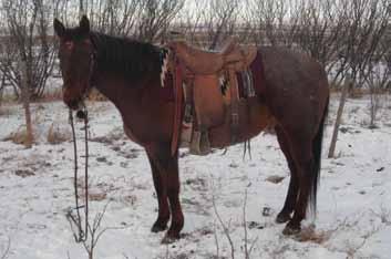 Ranch Horses 119 SIRE: HANABAR TWO DAM: PJ FOXY LADY Lot 119 HANABARS ROJO AQHA # 5027158 BIRTHDATE: May 8, 2006 CONSIGNOR: WALKING O RANCH HORSES, BILL KEWLEY For more information call: 403-652-6441