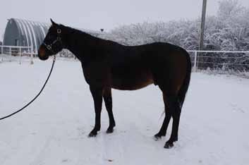Ranch Horses 121 Lot 121 SMOKE N DR PEPPER AQHA # x0693639 BIRTHDATE: May 25, 2010 SIRE: SMOKE N BOONLIGHT DAM: ROMANTIC SOLANOS CONSIGNOR: Laura Culligan For more information call: 403-793-9825