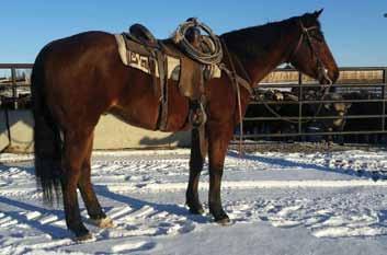 124 Lot 124 SIRE: MBAR OTOE DAM: EDEN BELLE DRIFT MBAR EDEN DRIFT AQHA # 5319032 BIRTHDATE: May 23, 2010 CONSIGNOR: Peter & Jolene Gross For more information call: 403-505-4997 We are very excited to