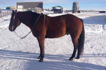Ranch Horses 125 Lot 125 ZANS BIG BEN AQHA # 5018467 BIRTHDATE: May 12, 2007 SIRE: ZANS PERSCRIPTION DAM: MS DOC CONTINENTAL CONSIGNOR: Lazy H Over R Ranch For more information