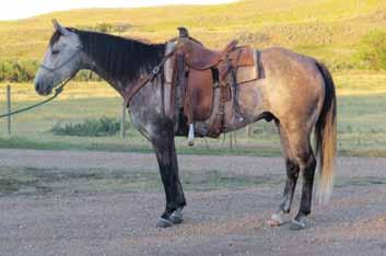 Ranch Horses 127 SIRE: SMOKE N BOONLIGHT DAM: ROMANTIC SOLANOS Lot 127 Gun Non Papered Gelding BIRTHDATE: 2010 CONSIGNOR: Jess Parsonage For more information call: 306-662-5081 Gun is a well started,