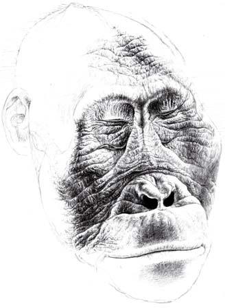 Planet of the Proconsul Dryopithecus Sivapithecus A DIVERSITY OF APES ranged across the Old World during the