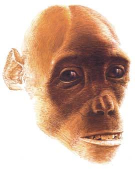 Proconsul lived in East Africa, Oreopithecus in Italy, Sivapithecus in South Asia, and Ouranopithecus and
