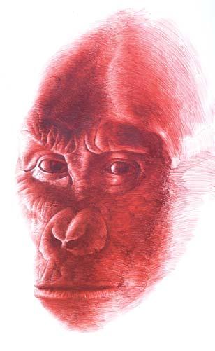 Apes By David R. Begun Fossil ape reconstructions by John Gurche During the Miocene epoch, as many as 100 species of apes roamed throughout the Old World.
