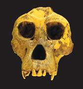 Lucky Strikes FOSSIL FINDS often result from a combination of dumb luck and informed guessing. Such was the case with the discoveries of two of the most complete fossil great ape specimens on record.