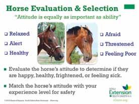 Slide 7 Attitude is equally important as ability Speaker s Notes: When thinking about what kind of horse to purchase, it is important to consider the overall attitude of a horse.