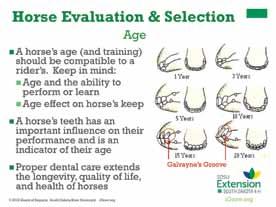 Often the overall attitude of a horse can make it more or less willing to be worked or to be shown. Attitudes can also affect the safety of horse and rider.