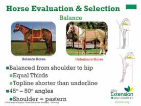 Slide 9 Balance the balanced horse pictured. Speaker s Notes: Balance in a horse impacts the ability of the horse to do work efficiently, correctly, and comfortably.