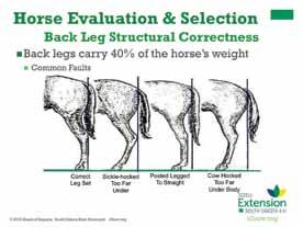 Slide 11 Back Leg Structural Correctness Speaker s Notes: Along with the importance of the positions of the joints and bones of the front leg, the back legs also have to be structurally correct