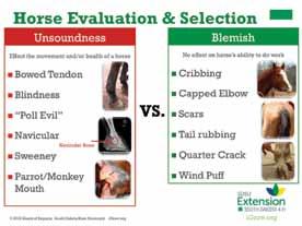 Again, being able to identify the parts of a horse will allow you to recognize incorrect structure. Make sure you can correctly identify the buttock, hock, cannon bone, pastern, and hoof.