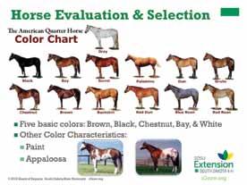 Slide 13 Healthy Performance Speaker s Notes: Now that you have looked at the horse s balance and structural correctness, another key part to selecting a horse is to evaluate their overall health and