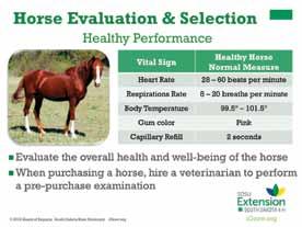 Be able to assess if a horse is not feeling normal by observing the heart and respiration rate.