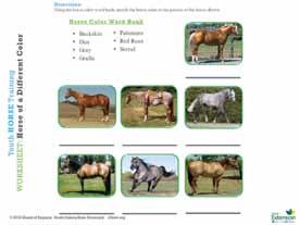 Suggested Training Activity: Selecting the right horse for a particular discipline starts with learning how to identify the different breeds of horses.
