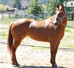 Rider Skill Level Match Up ID Cards Gypsy is a 15.3 hh 7 year old Quarter horse.