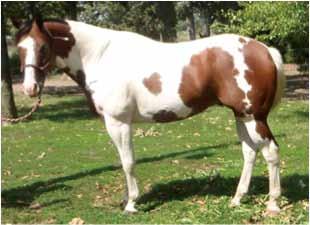 Rider Skill Level Match Up ID Cards Ditto is a 3 year old 15 hh Quarter Horse.