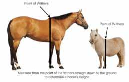 How do you Measure Up? Activity Sheet Directions: Work with a partner to determine how tall you are in hands and what breed of horse you would be based off your height.