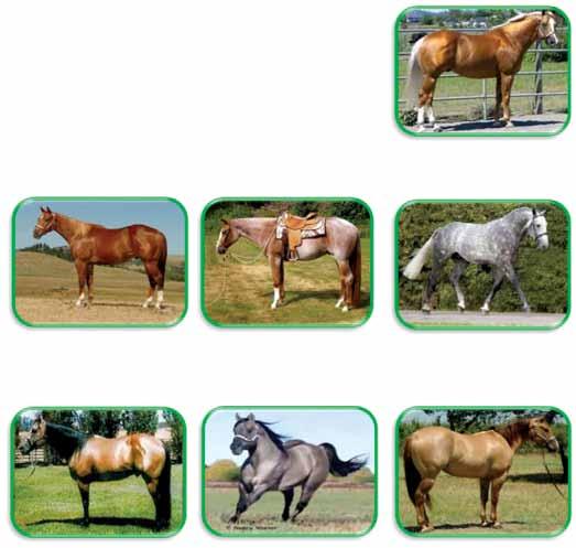 Horse of a Different Color ANSWER SHEET Directions: Using the horse color word bank, match the horse color to the picture of the horse