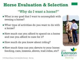 We will be discussing basic selection and evaluation of horses. This includes conformation, attitude, discipline, and sometimes color.