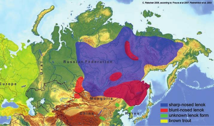 The widespread sharp-nosed lenok populates vast parts of Siberia, from the Rivers Ob and Enisei to the Russian Far East.
