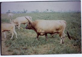 Senepol Page 6 The N Dama cornerstone of the Senepol The Senepol is known for being a hardy breed with a high level of resistance to disease, this is mainly contributed to its high level of genetics
