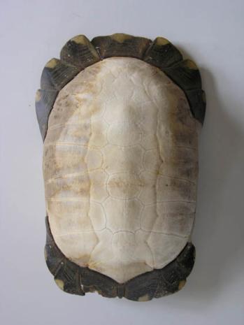 dorsal parts of turtle s shell?