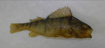 (Solea sp.), pipefish (Syngnathus sp.