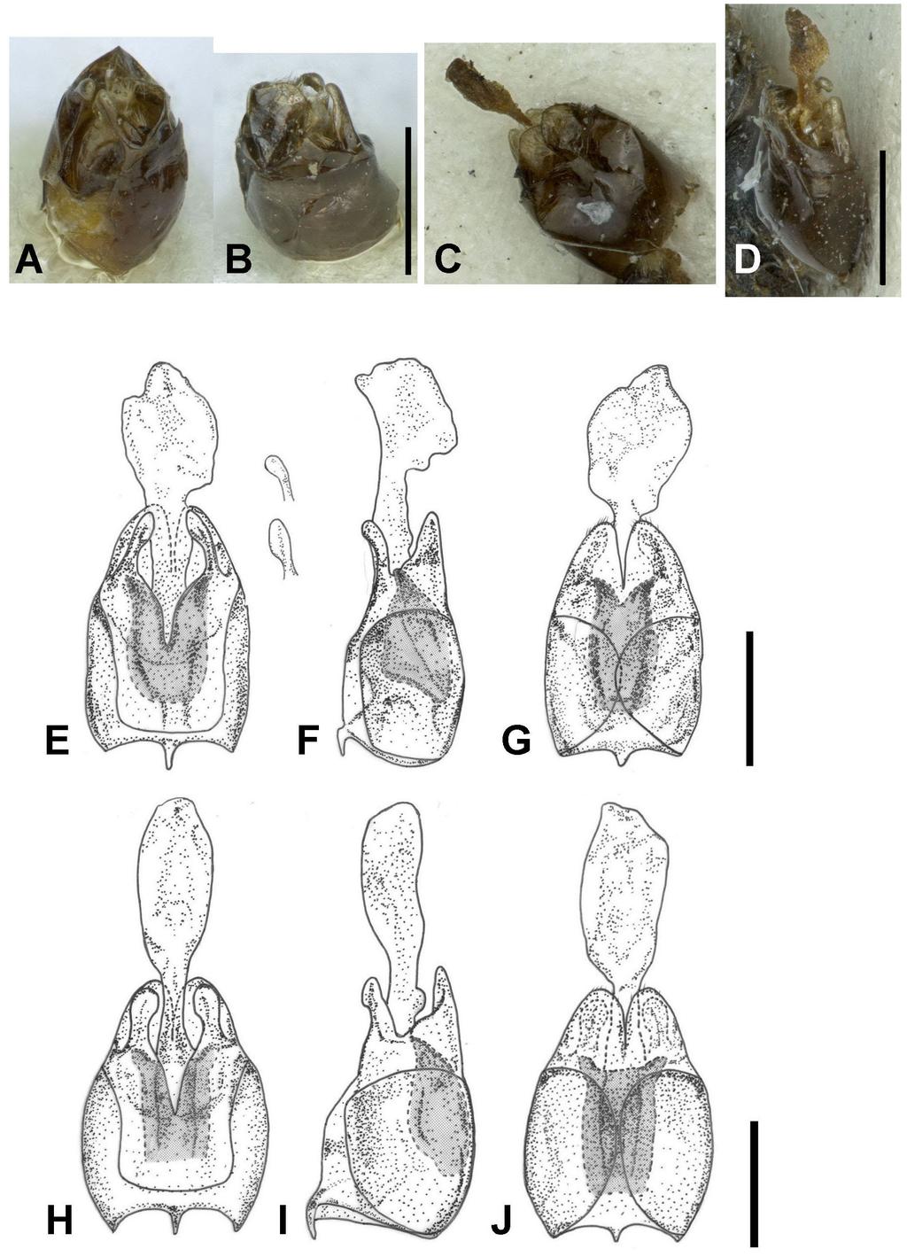 European Journal of Taxonomy 170: 1 33 (2016) Fig. 4. Aedeagus. A B. Lycocerus araticollis (Fairmaire, 1897). C D. L. griseopubens (Pic, 1928). E G. L. nigripennis (Pic, 1938).