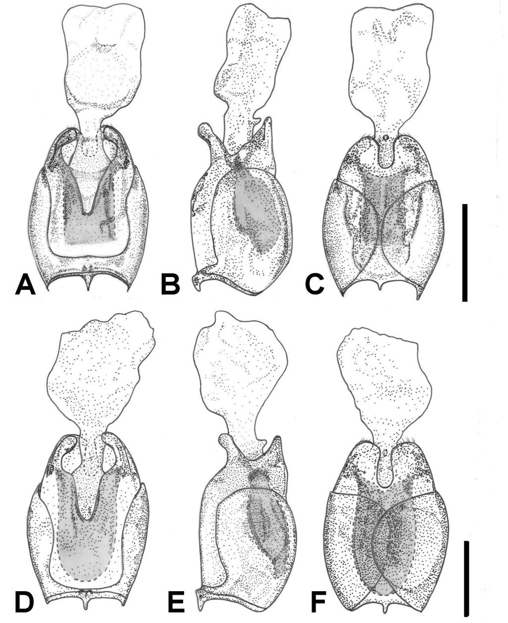 HSIAO Y. et al., Revision of the Lycocerus hanatanii species group Fig. 5. Aedeagus. A C. Lycocerus evangelium Hsiao & Okushima sp.