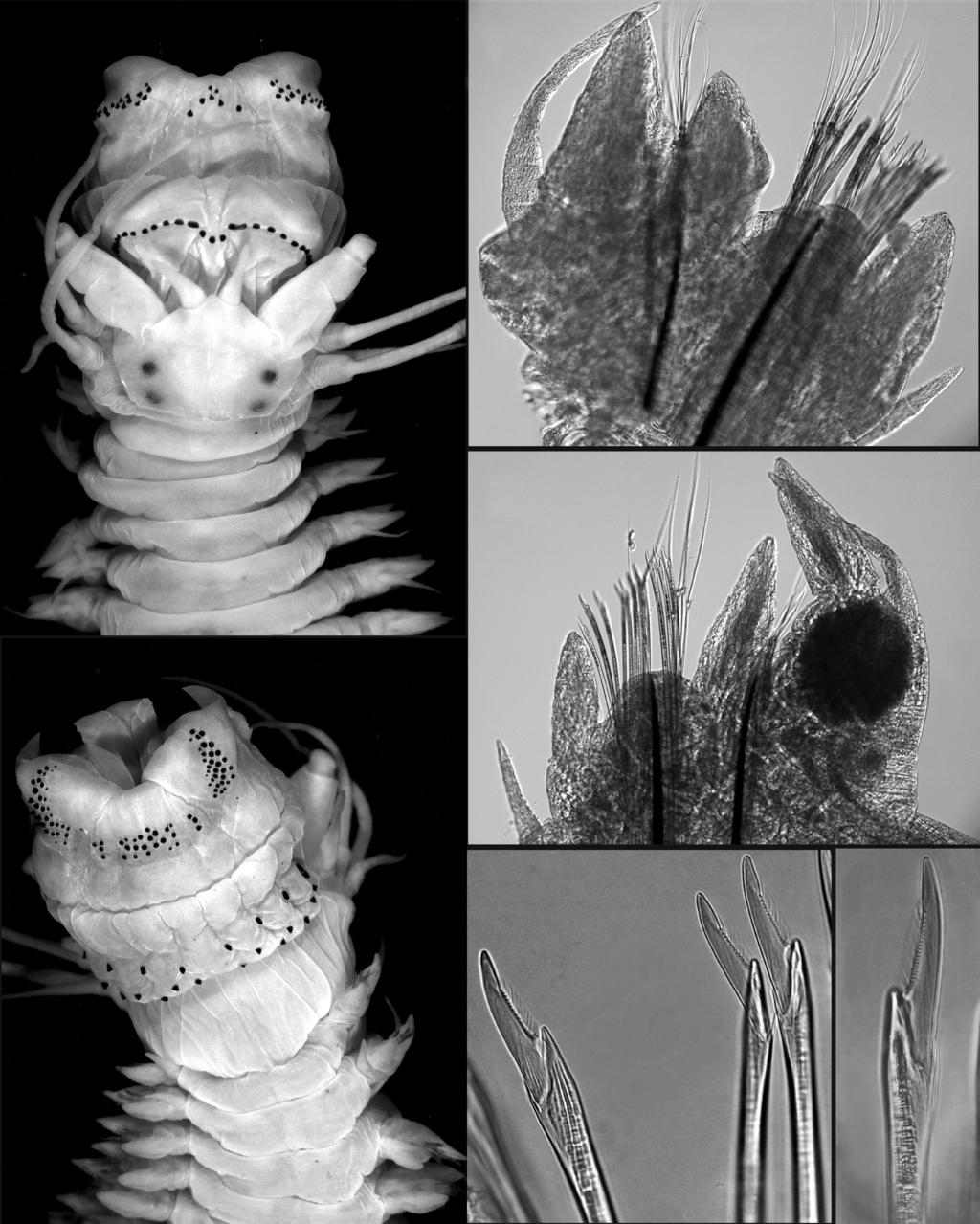 Glasby and Hsieh -- Perinereis nuntia Species Group of the Indo-West Pacific 567 1.45-2.64 mm wide at chaetiger 10 (excluding parapodia); 2.40-4.40 mm wide at chaetiger 10 (including parapodia).