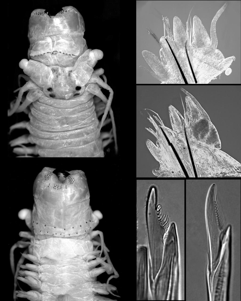 Glasby and Hsieh -- Perinereis nuntia Species Group of the Indo-West Pacific 571 (1); Sharzhou, Kinmen, 24 25'32.8''N, 118 18' 28.5''E, coll. S.L. Wu, 20 Aug. 2002, ASIZW675 (10); 22 Aug.