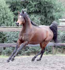 world-wide, Arabian horses. They are easily recognised as products of riment, more often than not trying to protect their own his breeding. markets.
