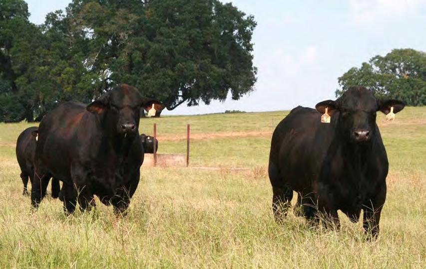 Southern Less Feed, More Gain Bull Sale